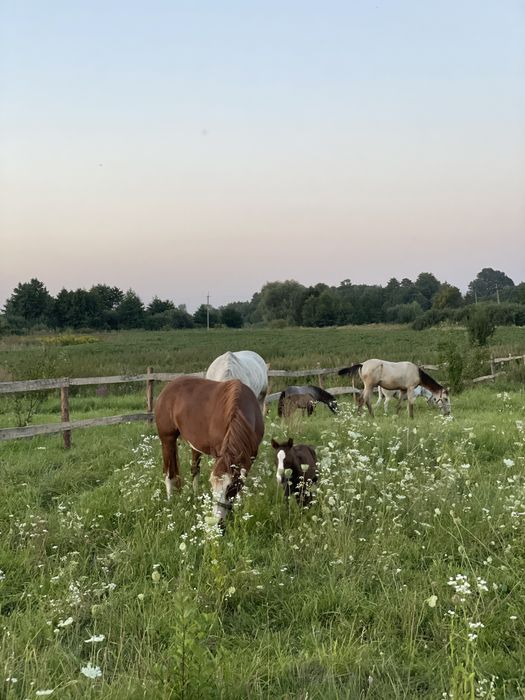 Подарунковий сертифікат. Кінна прогулянка. Верхова їзда.