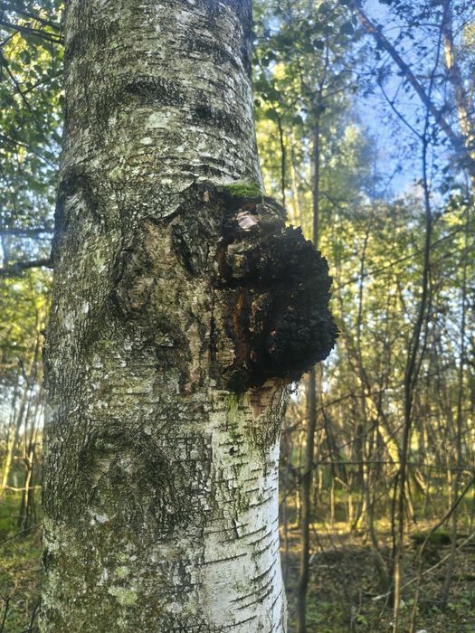 CHAGA. Błyskoporek podkorowy. Okazja