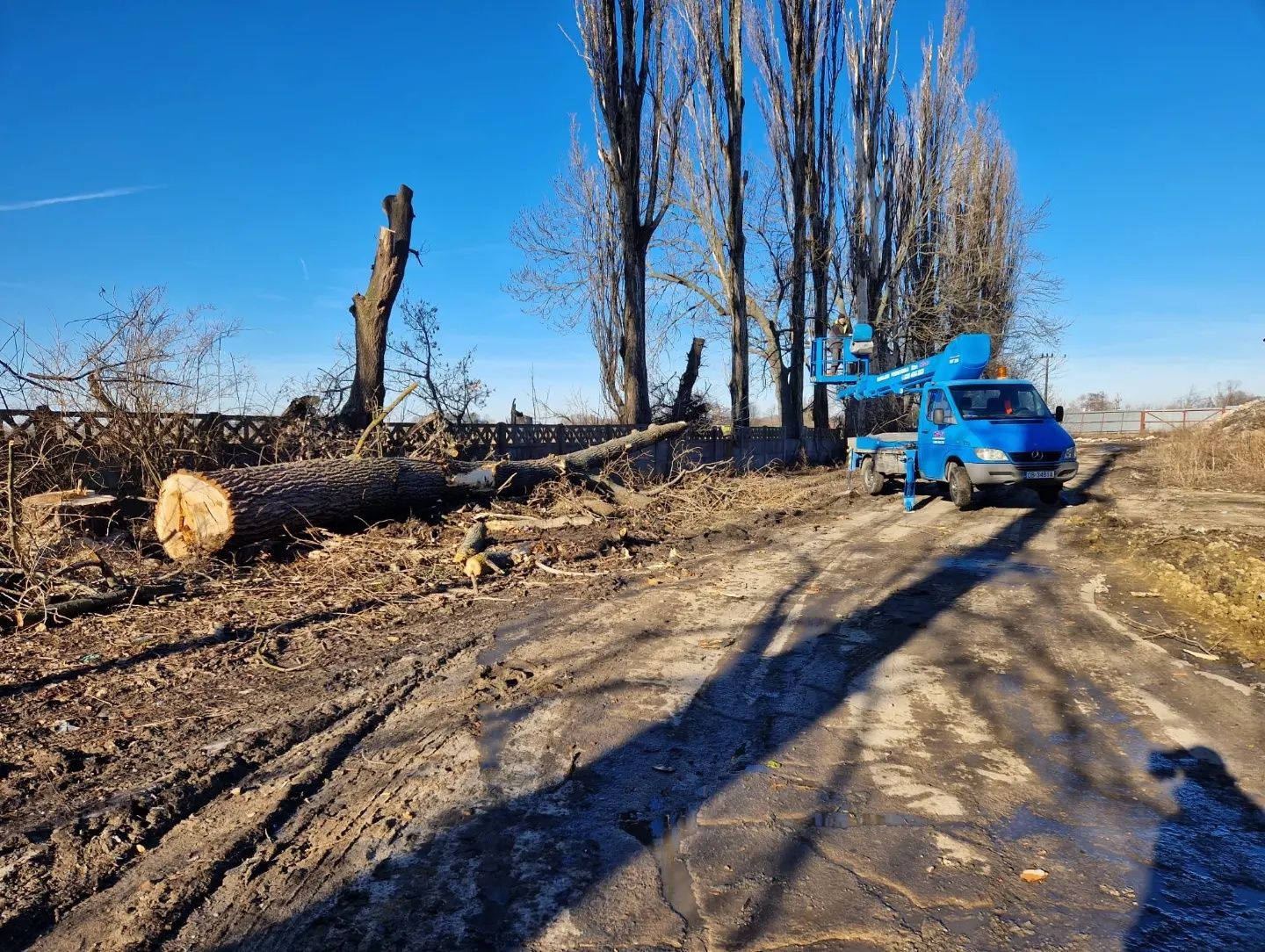 Wycinka drzew. Podnośnik koszowy. Rębak. Frezowanie Pni!