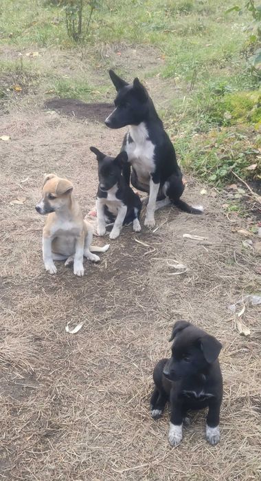 Щенки, чистокровные дворяне. Безкоштовно