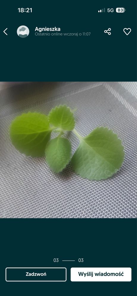 Ladna sadzonka mięty meksykańskiej. domowa