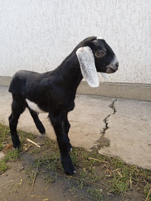 Козлики 100% а/н.