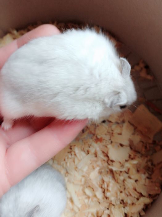 Джунгарские хомячки