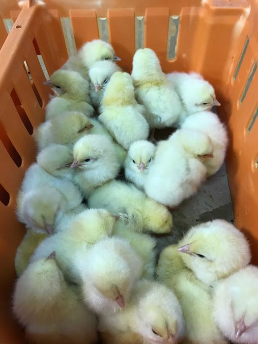 Kurczaki pisklęta nioski, Leghorn, Greenshell, Sussex, Rosa, Araukany