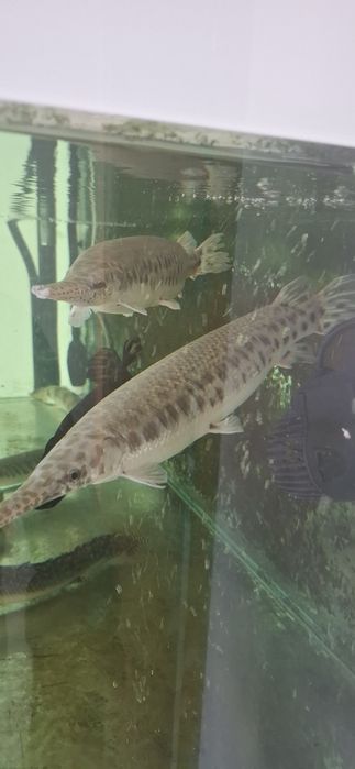Peixe gar spatula e lepisosteus oculatus