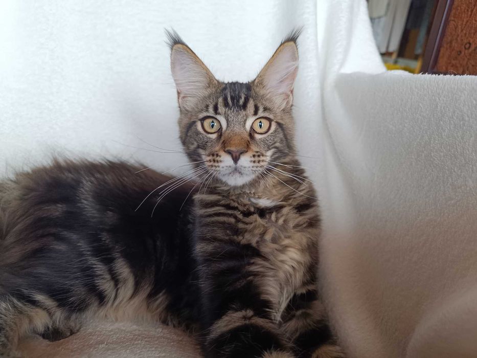 Benji Kocurek Maine Coon Czarny Klasycznie Pręgowany
