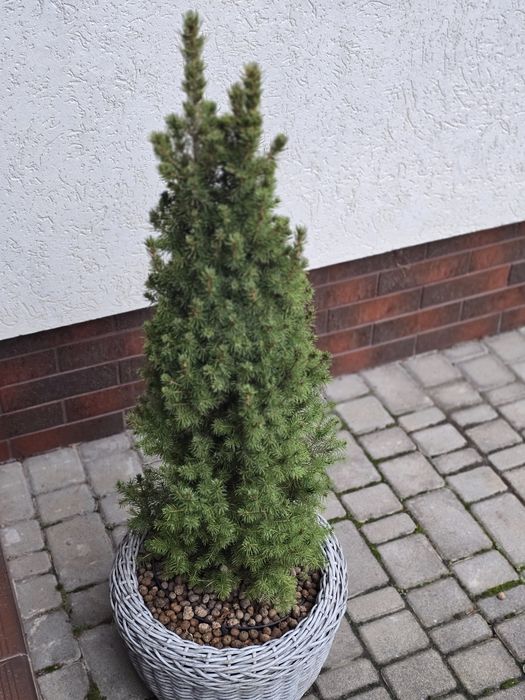 Живі різдвяні ялинки