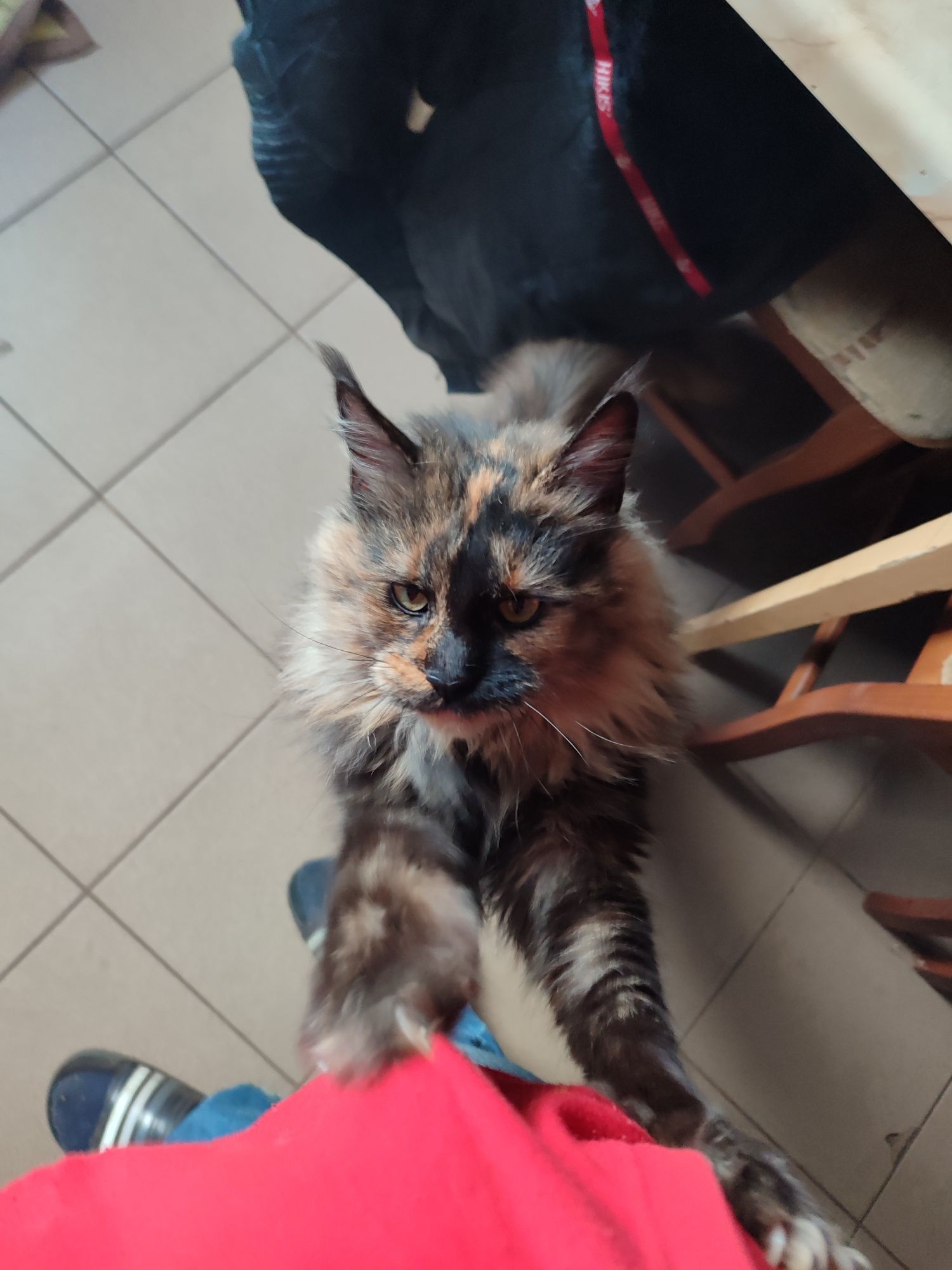 Kotka czeka na  nowego właściciela