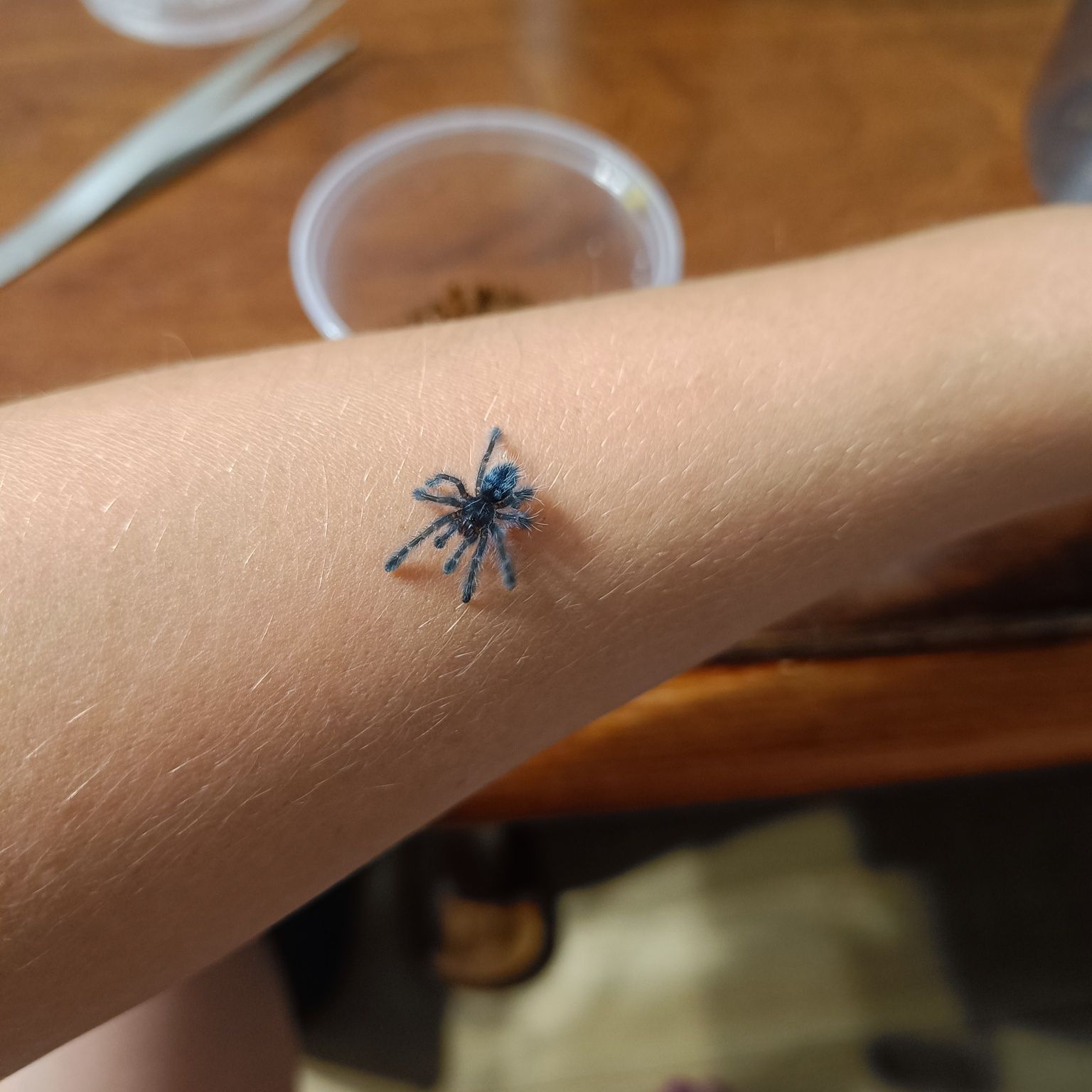 Caribena versicolor 100szt l1