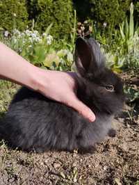 Króliki miniaturki króliki karzełki