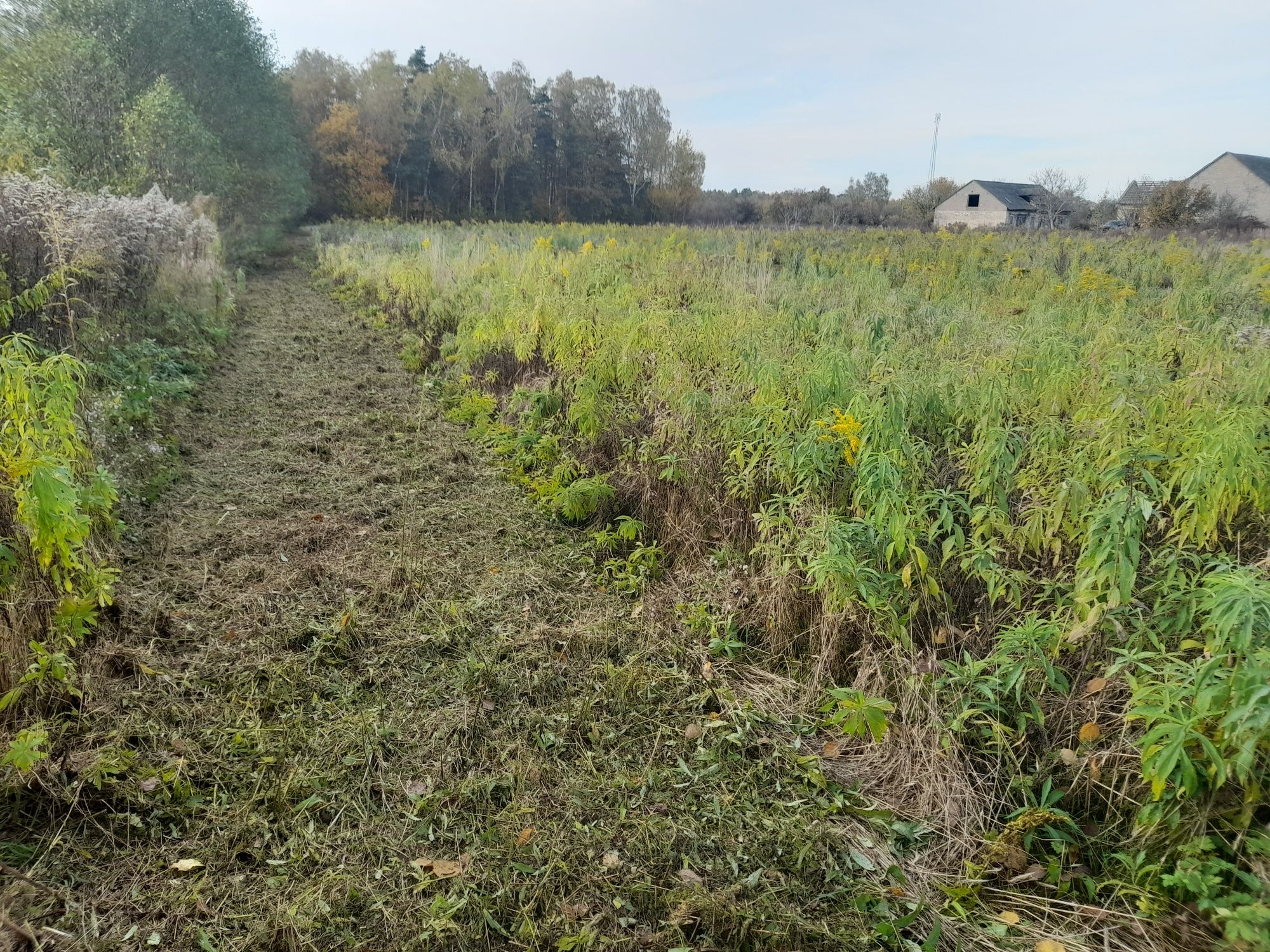 Wykaszanie/koszenie działek, łąk ,poplonów i nieużytków kosiarką bija