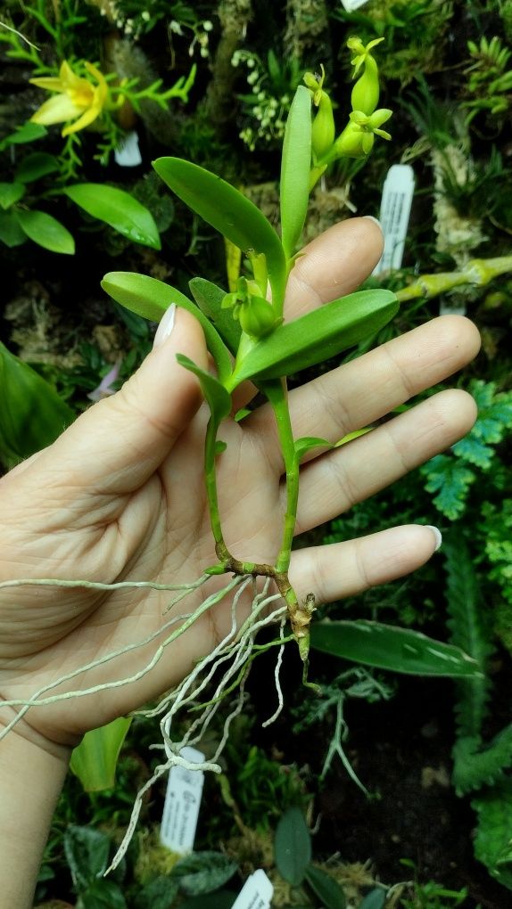 Мініатюрна орхідея Еpidendrum repens