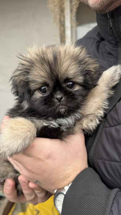 Продаються пекінеси королівські