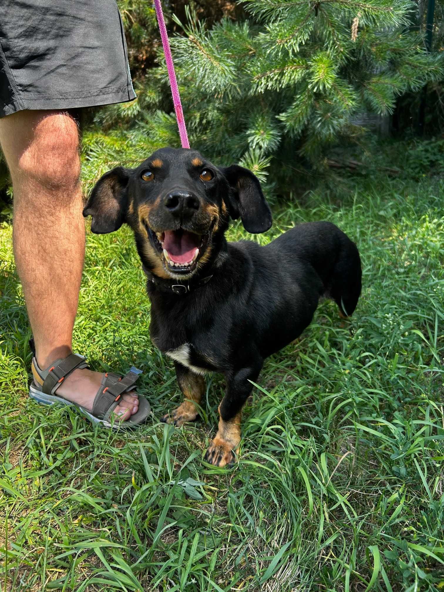 Piesek do adopcji RAMBO