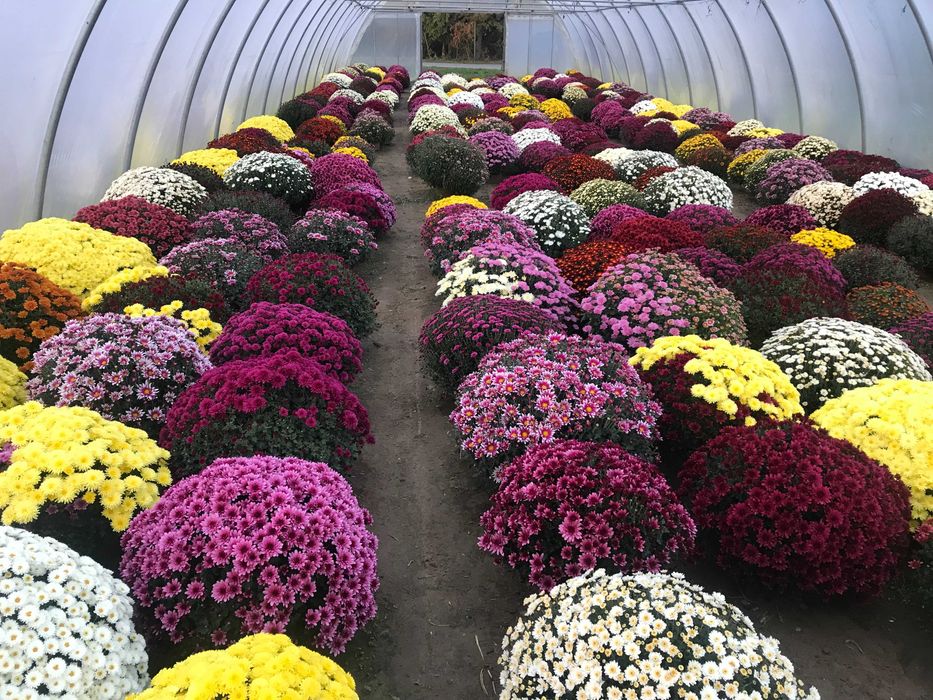 Chryzantemy drobnokwiatowe