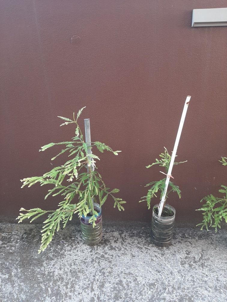 Sequoias (Sequoia sempervirens) 70cm a 1m – 25€ cada