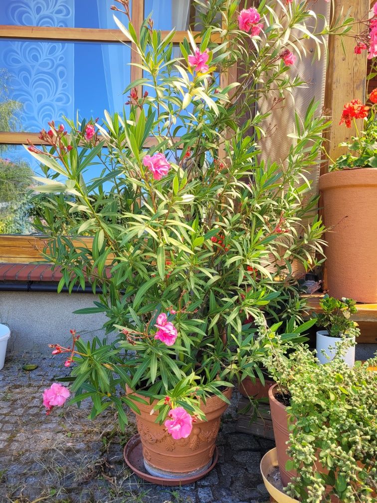 Oleander z różowymi kwiatami