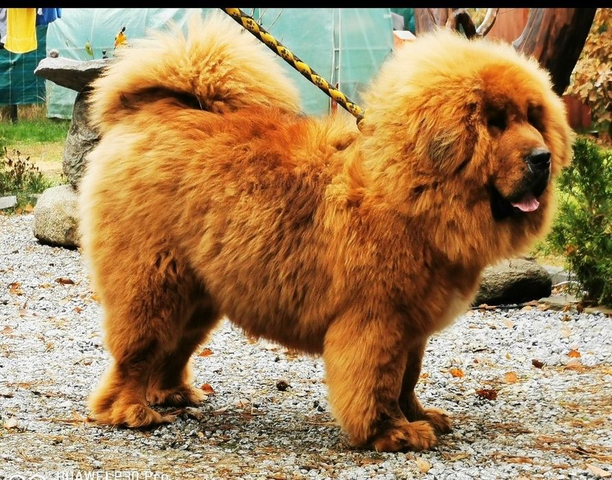 Mastif tybetański Zkwp Fci. Zapowiedź miotu 2025/2026.