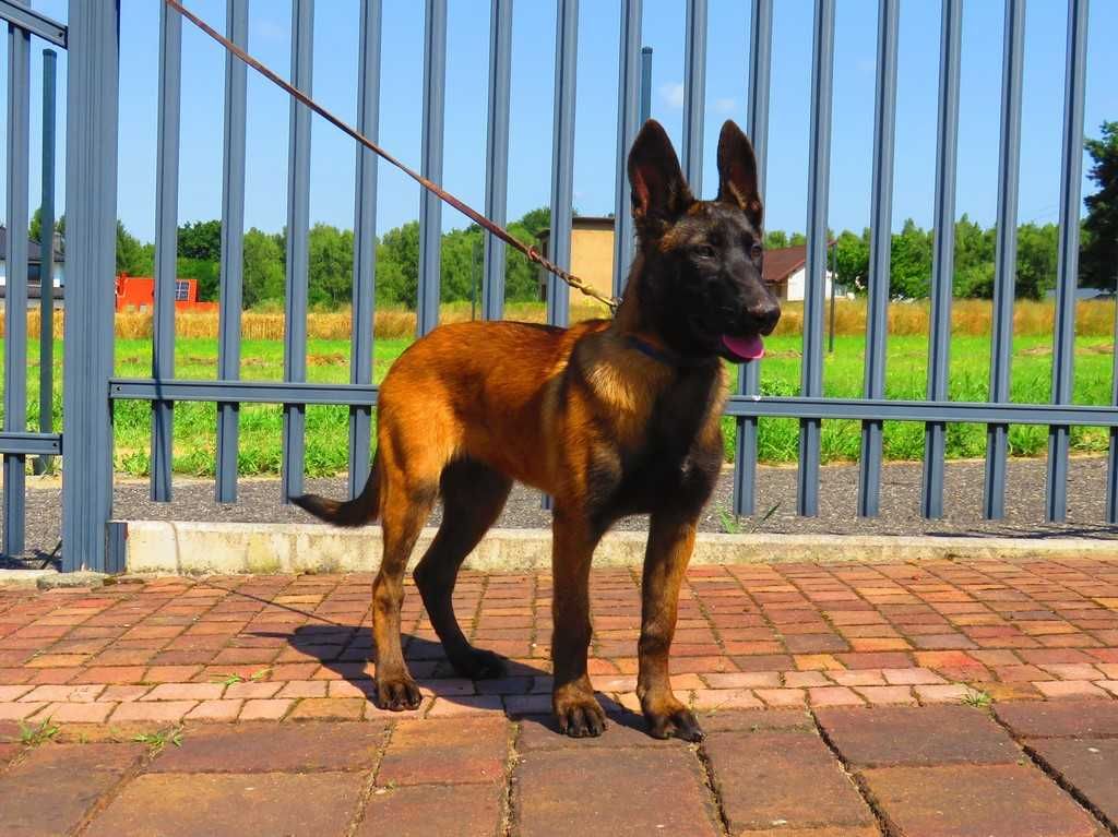 Owczarek Belgijski Malinois Suczka