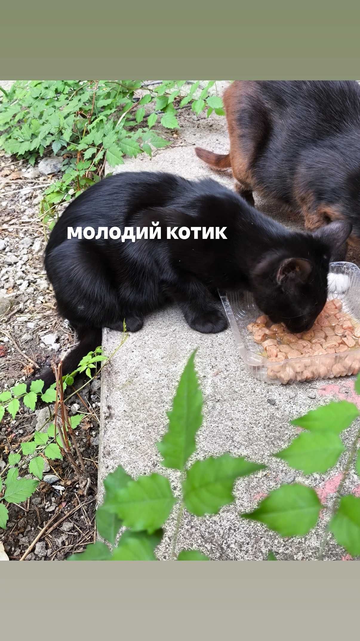 ТЕРМІНОВО! Котики шукають дім!