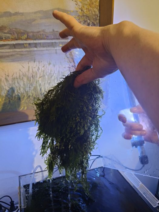 Musgo de Java para aquário de água doce