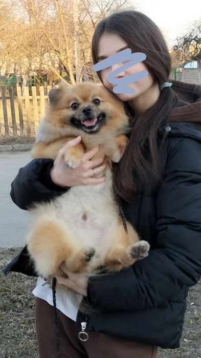 Померанський шпіц