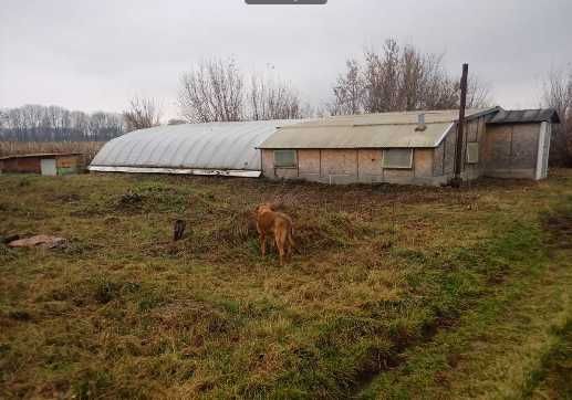 Земельна ділянка 40сот. з теплицею під аквапоніку.