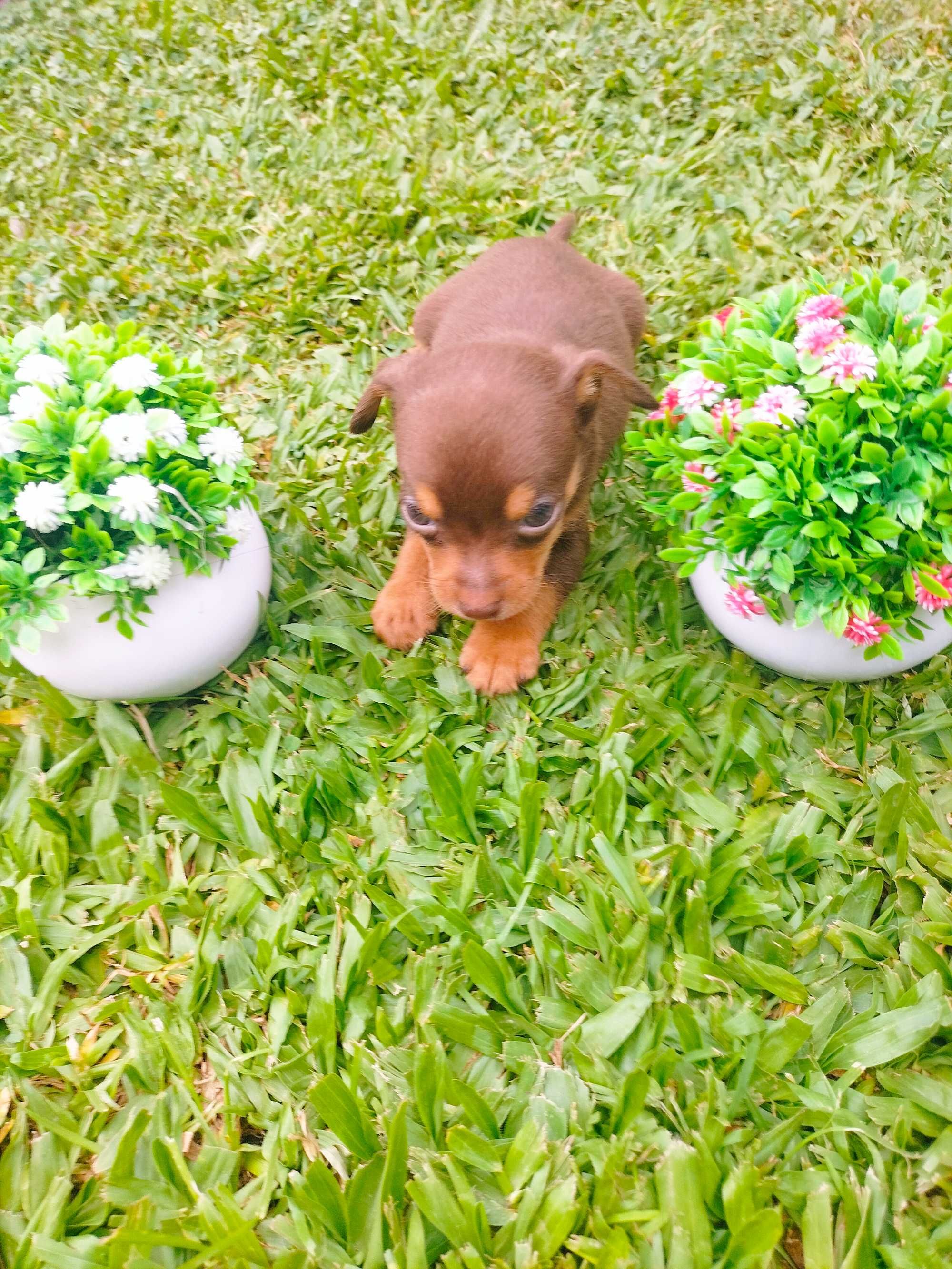 Pinscher mini macho