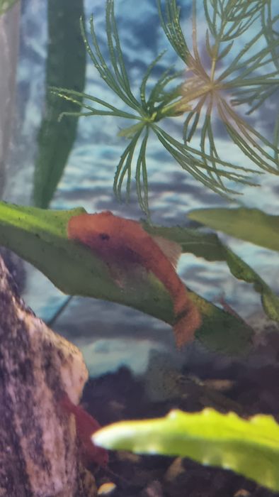 Zbrojnik glonojad super red