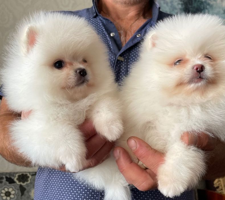 Мальчики мишки белые  Померанские!