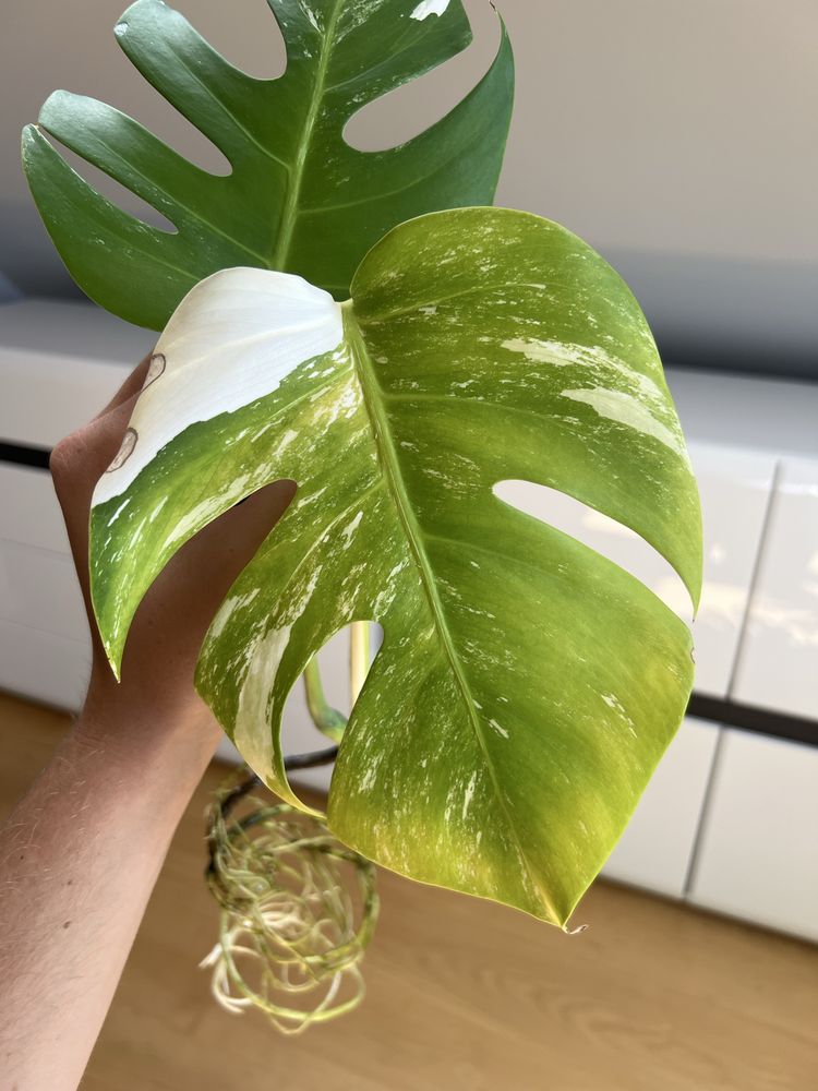 Monstera Variegata (szczyt)