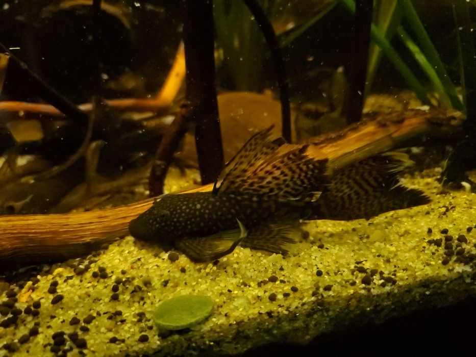 Zbrojniki niebieskie, glonojady, duże