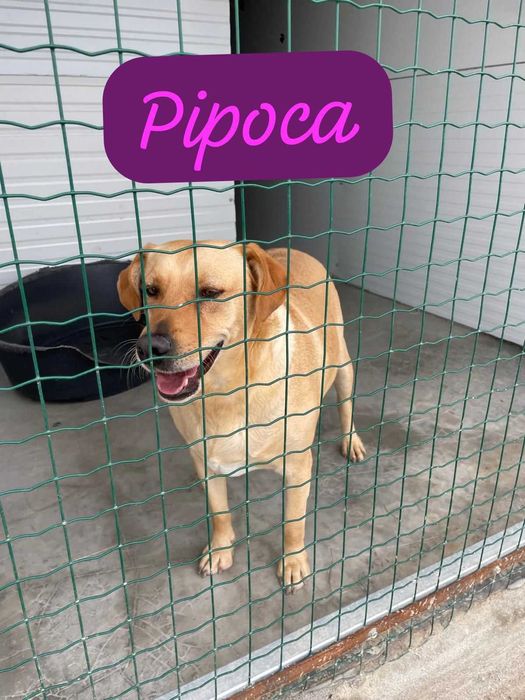Pipoca - Para Adopção