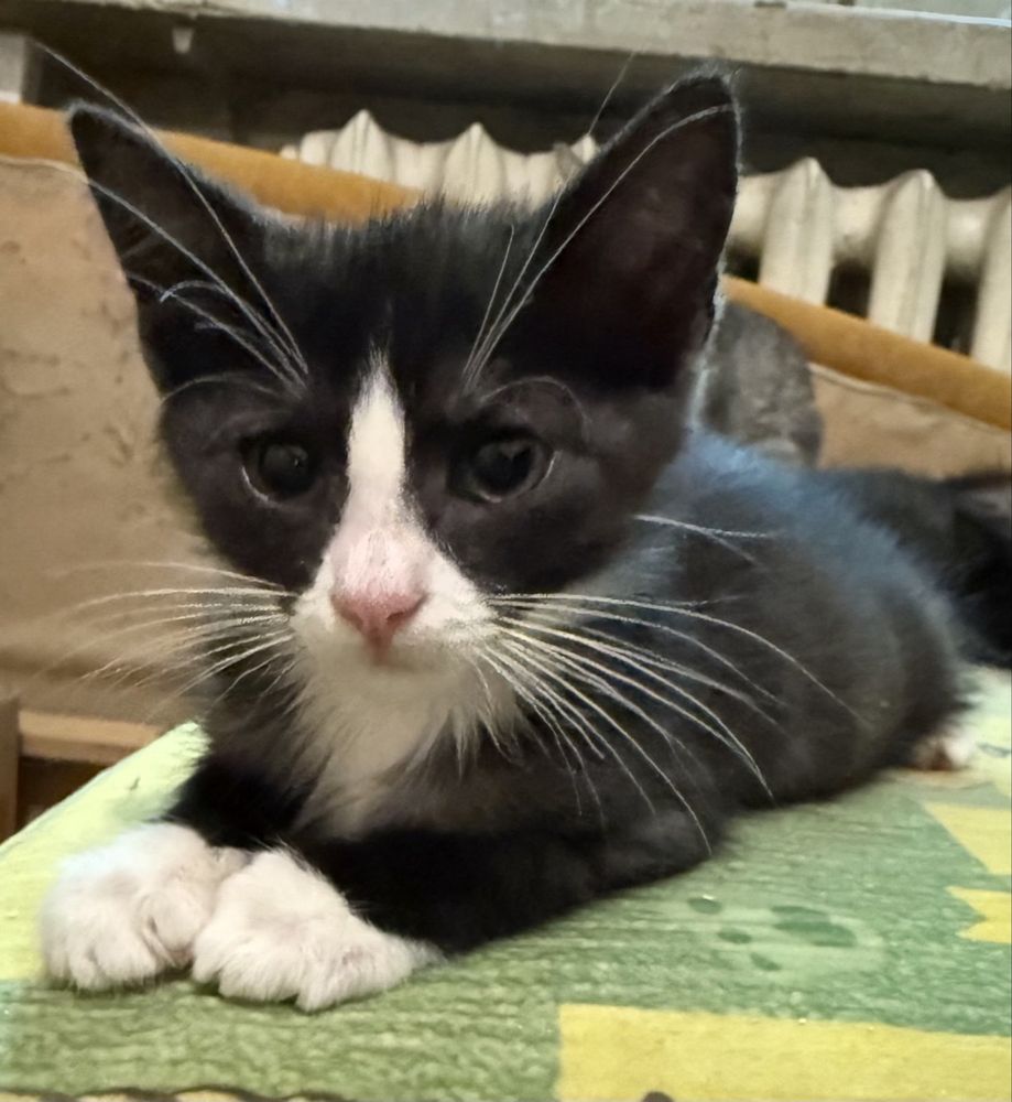 Кот. Кошка. Кошеня. Котенок. Коти.
