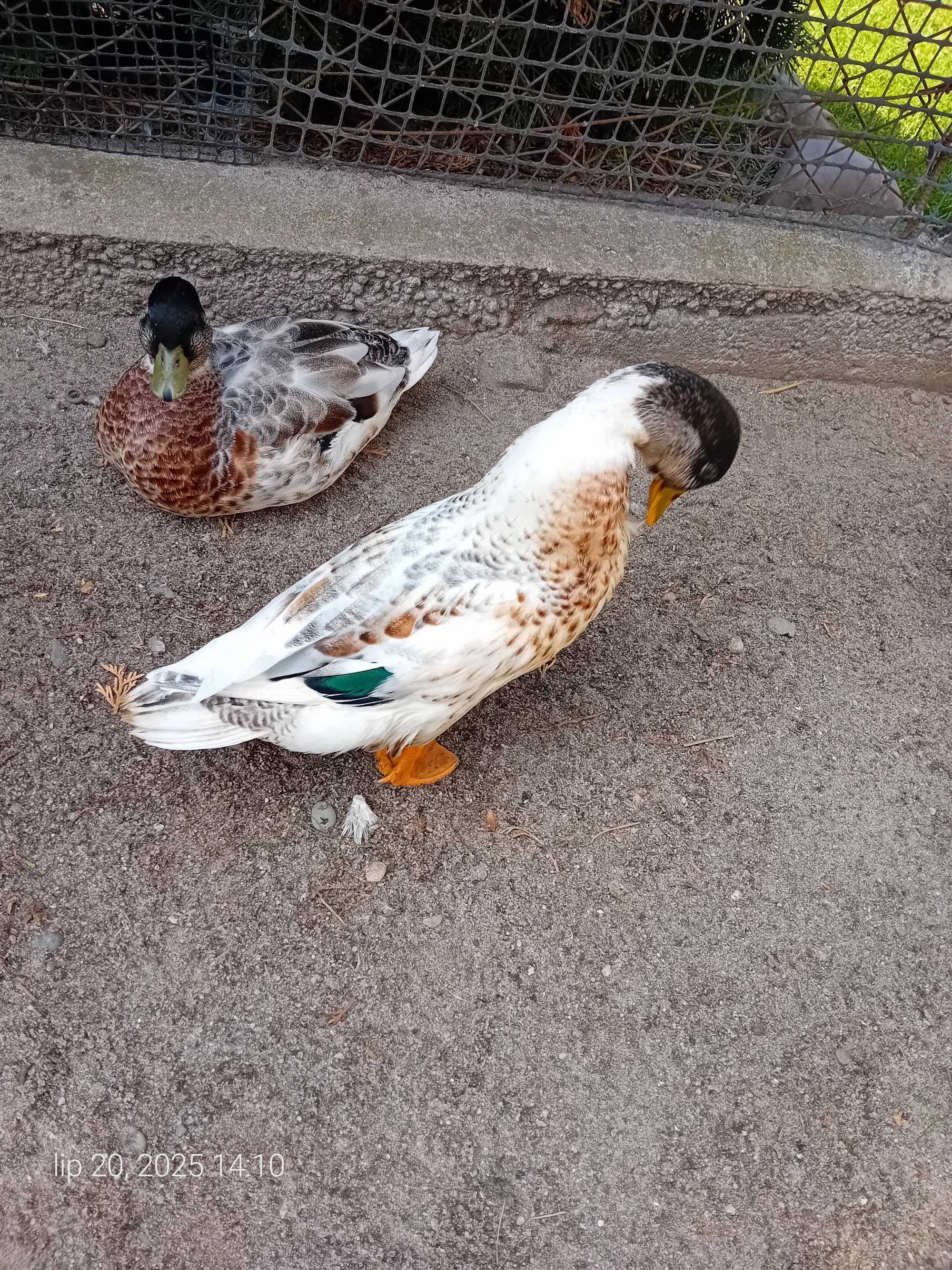 Kaczki call duck