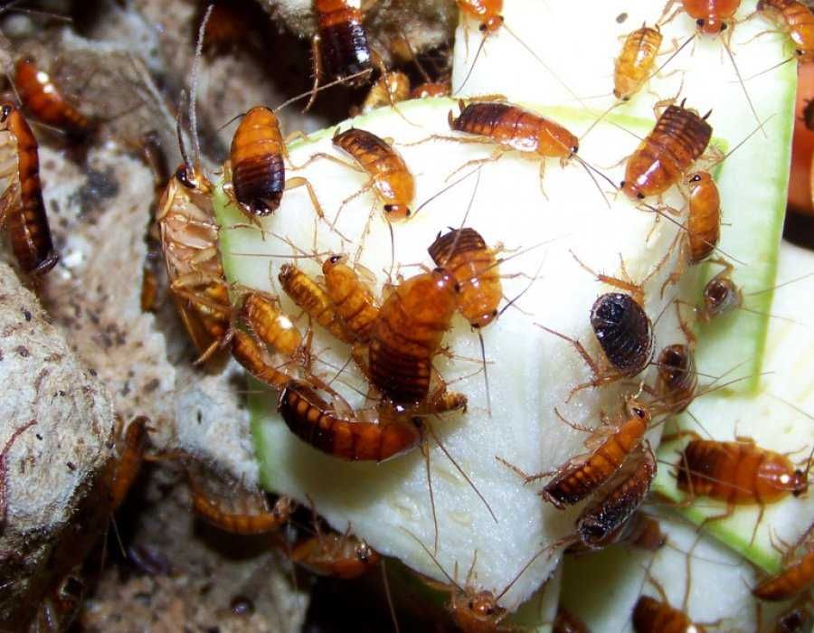 Туркменський тарган-годовування рептилій та ін.,живий/заморозка 100 шт