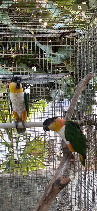 Pionites Melanocephala