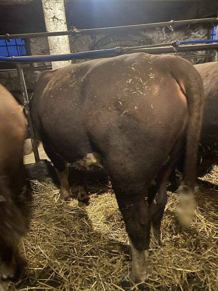 Byki 100% hereford
