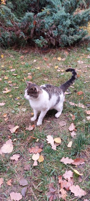 Pan kotek szuka swojego człowieka