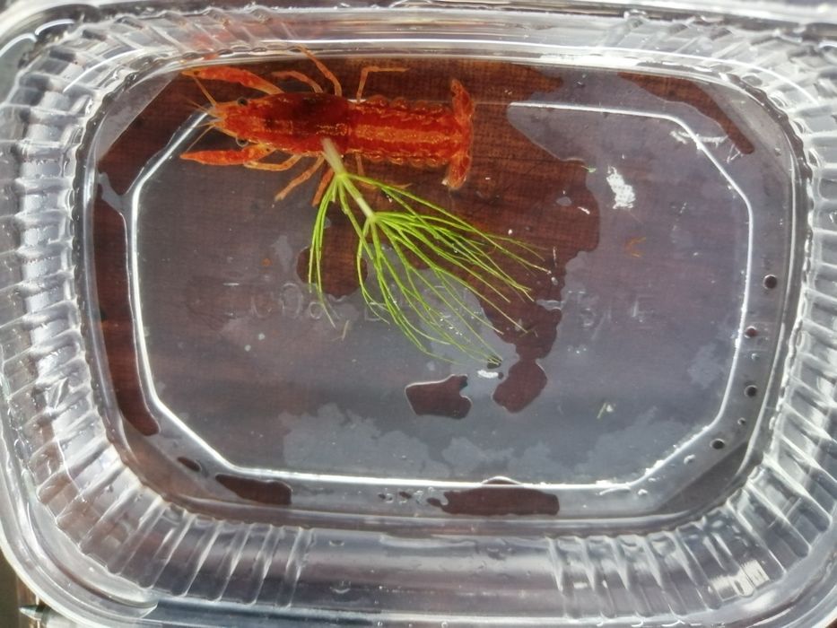 Raczki miniaturki orange
