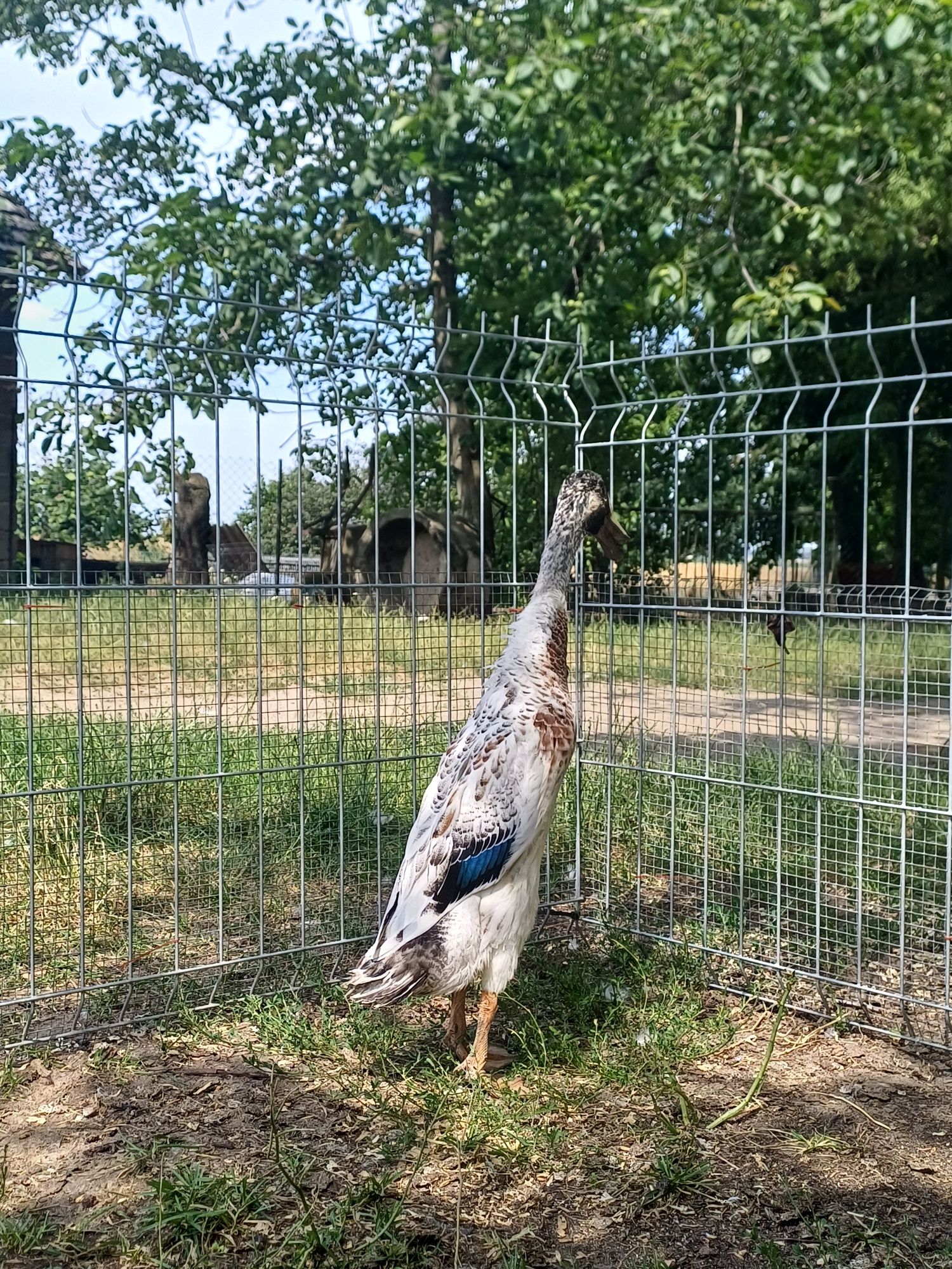 Biegusy indyjskie różne kolory