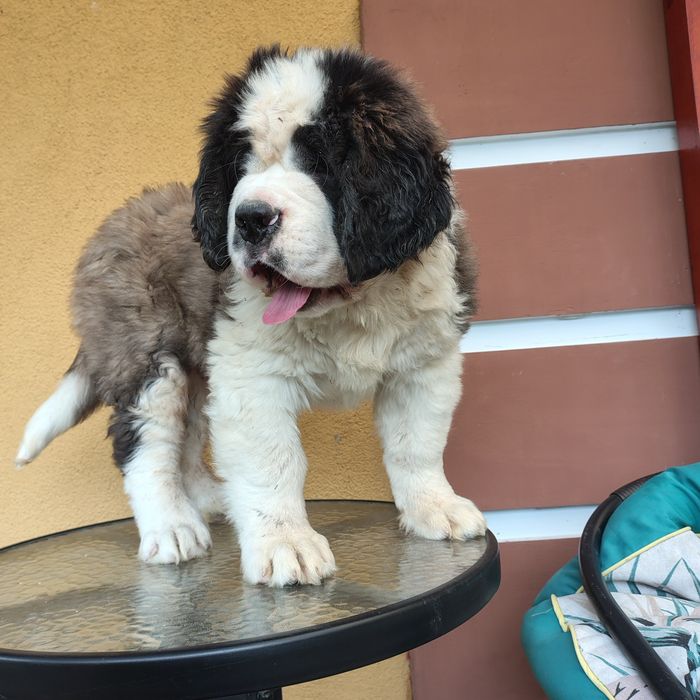 Bernardyn piesek długowłosy