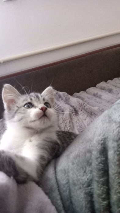 Маленький котик в добрі руки