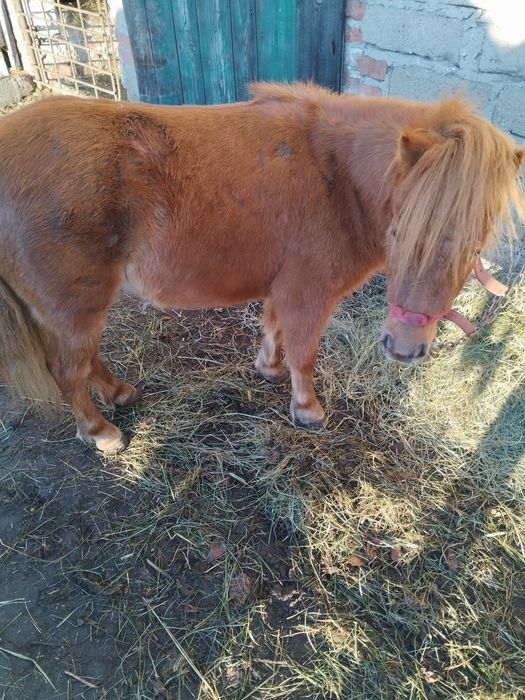 Sprzedam kucyka klacz