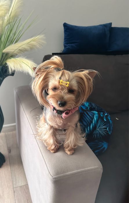 York Yorkshire terrier