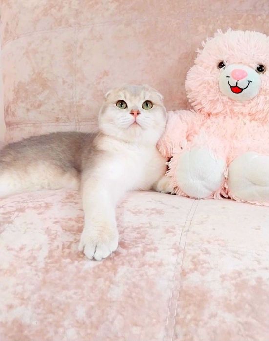 Висловухий хлопчик красунчик шотландик