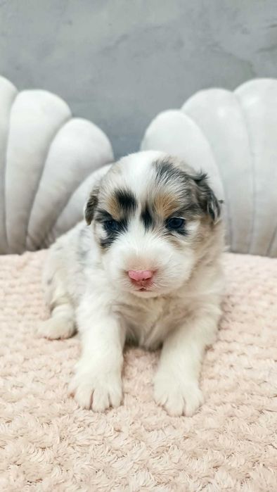 Owczarek Australijski - Sunia niebieskooka – Blue Merle- rezerwacja.