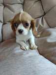 Cavalier King Charles Spaniel suczka