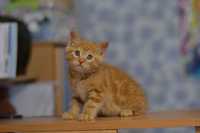 руденький мармуровий котичок 2,5м