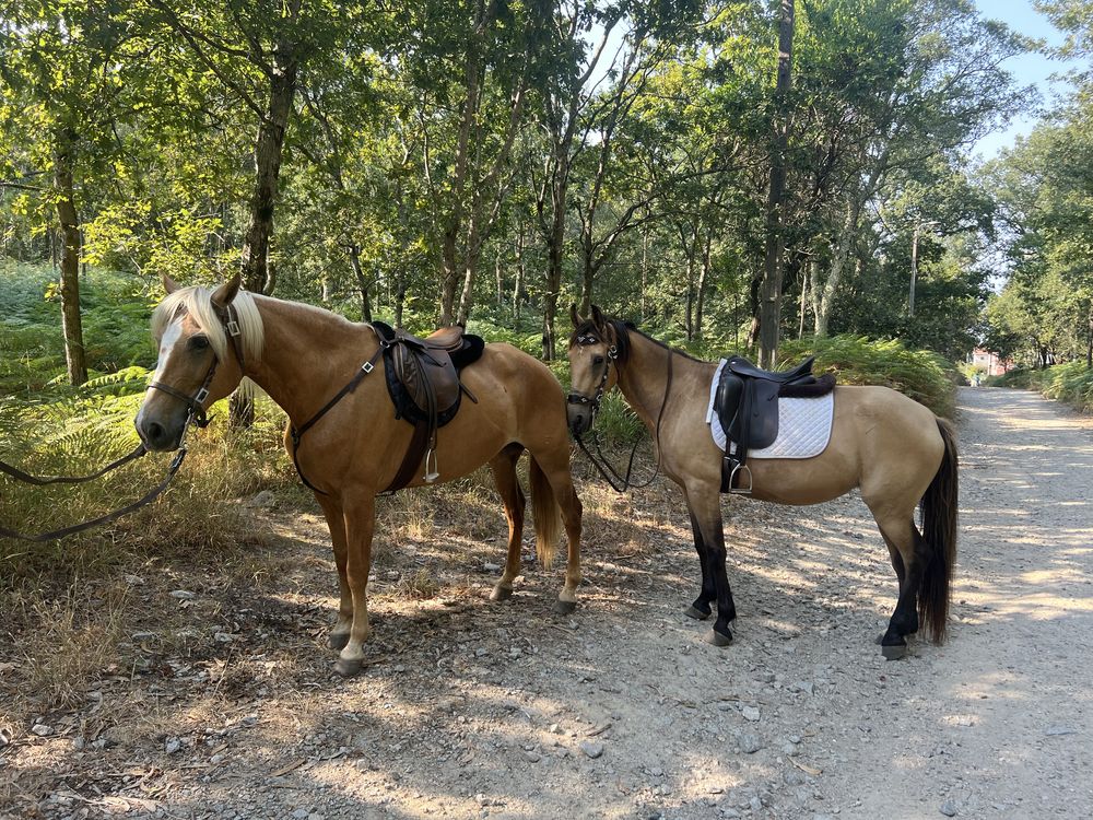 Passeios cavalo pela serra Canelas